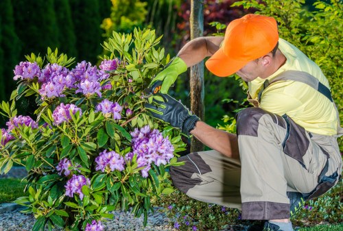 Local tree surgery helping maintain safe trees in West Hendon