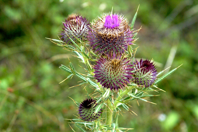 https://gardenerswesthendon.org.uk/blog/the-beginners-handbook-9-gardening-tips-for-budding-green-thumbs/